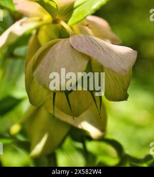 Helleborus in den Hermannshofgärten in Weinheim. Stockfoto