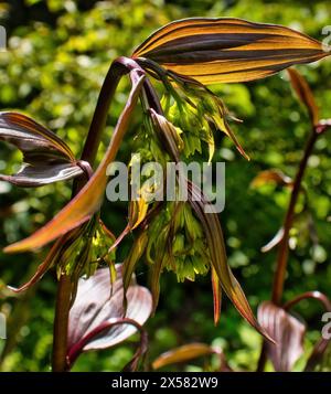 Disporum longistylum in den Hermannshofgärten in Weinheim. Stockfoto