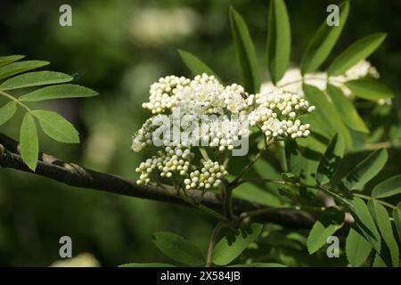 Blühende sorbus aucuparia in der Nahaufnahme. Weiße Blüten der Eberesche. Zweig eines weiß blühenden eberesenbaums in Nahaufnahme. Die Blüte von Eberesche mit Stockfoto