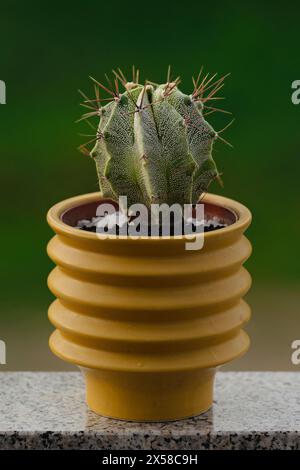 Dieses bezaubernde Foto zeigt einen einsamen Kaktus aus der Kapuze des Mönchs in einem Topf vor einem üppigen natürlichen grünen Hintergrund. Stockfoto