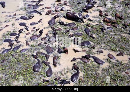 Büffel Haltung in Bangladesch Büffelfirma auf einer Flussinsel am Jamuna River bei Bogra Bangladesch am 8. Mai 2024. In jüngster Zeit ist die Tierhaltung zu einem wirtschaftlich rentablen Sektor in Bangladesch geworden. Seit den neunziger Jahren des letzten Jahrhunderts interessieren sich lokale Unternehmer für die Tierhaltung. Bogra Bogura District Bangladesch Copyright: XHabiburxRahmanx Stockfoto