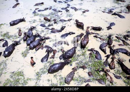 Büffel Haltung in Bangladesch Büffelfirma auf einer Flussinsel am Jamuna River bei Bogra Bangladesch am 8. Mai 2024. In jüngster Zeit ist die Tierhaltung zu einem wirtschaftlich rentablen Sektor in Bangladesch geworden. Seit den neunziger Jahren des letzten Jahrhunderts interessieren sich lokale Unternehmer für die Tierhaltung. Bogra Bogura District Bangladesch Copyright: XHabiburxRahmanx Stockfoto