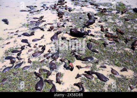 Büffel Haltung in Bangladesch Büffelfirma auf einer Flussinsel am Jamuna River bei Bogra Bangladesch am 8. Mai 2024. In jüngster Zeit ist die Tierhaltung zu einem wirtschaftlich rentablen Sektor in Bangladesch geworden. Seit den neunziger Jahren des letzten Jahrhunderts interessieren sich lokale Unternehmer für die Tierhaltung. Bogra Bogura District Bangladesch Copyright: XHabiburxRahmanx Stockfoto