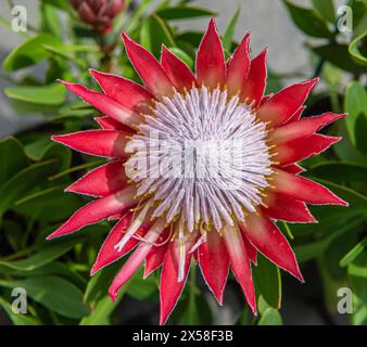 Protea cynaroides Pflanze mit Blüte. Ist die Nationalblume Südafrikas. Stockfoto