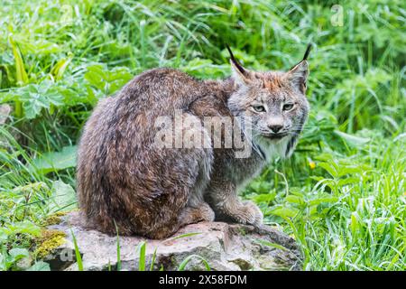 Ein erwachsener Canada Lynx auf einem großen Felsen, umgeben von Gras. Stockfoto