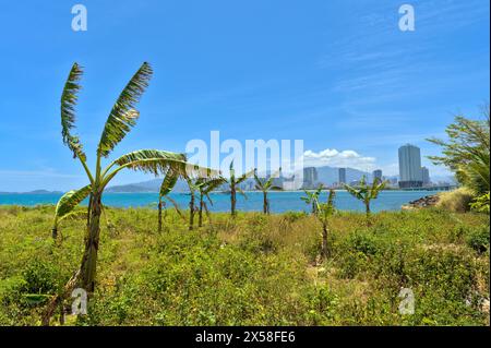 Palmen und das Stadtbild von Nha Trang, Vietnam Stockfoto