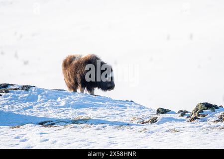 Wunderschönes Porträt eines Baby-Moschusochsen mit den ersten Sonnenstrahlen des Sonnenuntergangs in einer majestätischen und idyllischen Landschaft in Norwegen, mit schneebedeckten Bergen und en Stockfoto