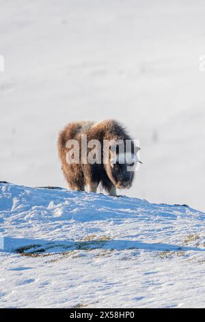 Wunderschönes Porträt eines Baby-Moschusochsen mit den ersten Sonnenstrahlen des Sonnenuntergangs in einer majestätischen und idyllischen Landschaft in Norwegen, mit schneebedeckten Bergen und en Stockfoto