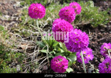 Trommelkerze (primula denticulata), blühende lila Blüten in Göteborg Botaniska trädgården (Göteborg Botaniska Garten), Schweden. Nahaufnahme. Stockfoto