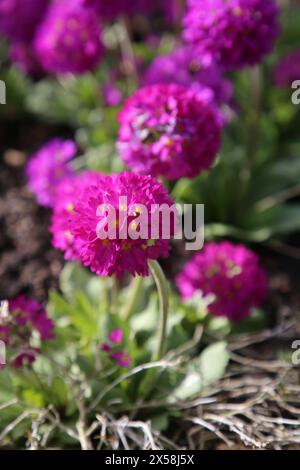 Trommelkerze (primula denticulata), blühende lila Blüten in Göteborg Botaniska trädgården (Göteborg Botaniska Garten), Schweden. Nahaufnahme. Stockfoto