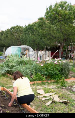 Nachbarschaftskooperativer ökologischer Garten mit Frauen in der Landwirtschaft und einem kleinen Gewächshaus. Organischer Gemeindegarten Hintergrund Stockfoto