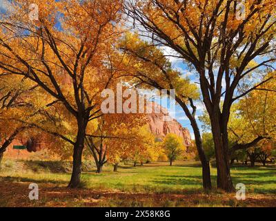 Bunte Baumwollholzbäume und Rebrock-Formationen im Herbst in der Nähe des Besucherzentrums im Capitol Reef National Park, Utah Stockfoto