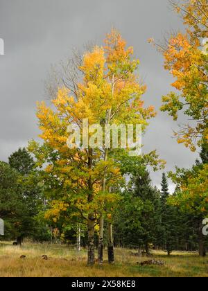 Farbenfrohe, wechselnde Espenbäume im Herbst an einem stürmischen Tag im bandelier National Monument in der Nähe von los alamos, New mexico Stockfoto