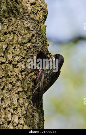 Sturnus vulgaris alias europäischer Starenvogel und sein Nest im alten Holzspechtloch. Neugeborene füttern. Stockfoto