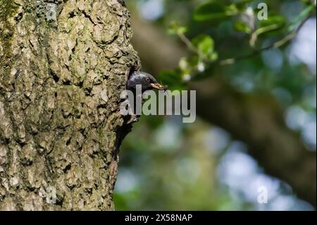 Sturnus vulgaris alias europäischer Starenvogel und sein Nest im alten Holzspechtloch. Neugeborene füttern. Stockfoto