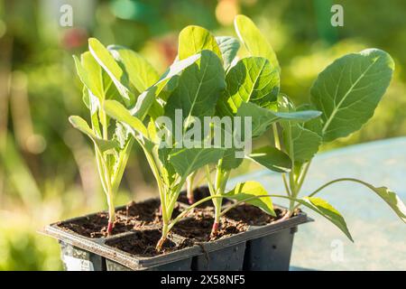 Kohl-Sämlinge sind bereit für das Anpflanzen in offenem Boden. Kohlanbau im Land Stockfoto