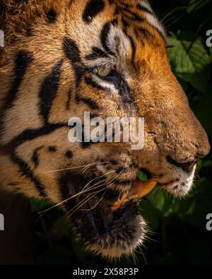 Chota Matka, der dominierende männliche Tiger im indischen Dschungel Tadoba, trägt eine der bekanntesten Schlachtnarben, einen fehlenden Teil seiner rechten Wange. Stockfoto