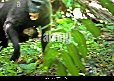 Ein Schwarzkäppchen (Macaca nigra) zeigt einem anderen weiblichen Individuum seine Zähne, während es ein Baby bei sich trägt, während es soziale Interaktion im Tangkoko-Wald in Nord-Sulawesi, Indonesien hat. Der Klimawandel ist einer der wichtigsten Faktoren, die die biologische Vielfalt weltweit mit alarmierender Geschwindigkeit beeinflussen, so ein Team von Wissenschaftlern unter der Leitung von Antonio acini Vasquez-Aguilar in ihrem Artikel vom März 2024 über environ Monit Assessment. Die International Union for Conservation of Nature (IUCN) sagt auch, dass steigende Temperaturen zu ökologischen, verhaltensbezogenen und physiologischen Veränderungen bei Wildtieren und... Stockfoto