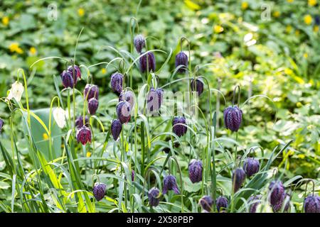 Ungewöhnliche Schlangenkopf-Fritillenblumen, fotografiert außerhalb der Mauer in Eastcote House Gardens, London Borough of Hillingdon UK, im Frühjahr. Stockfoto