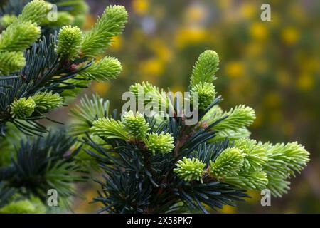 Nahaufnahme von Kegeln von Abies lasiocarpa var. Arizonica 'Compacta' in einem Garten im Frühsommer Stockfoto