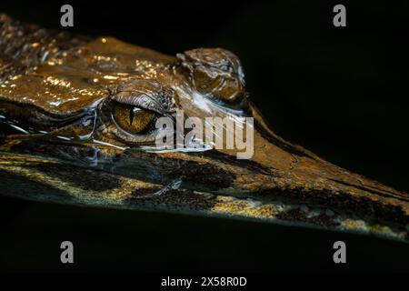 Falschgharial - Tomistoma schlegelii, einzigartiges großes Krokodil aus südostasiatischen Süßgewässern, Sümpfen und Flüssen, Malaysia. Stockfoto