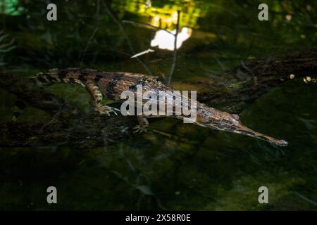 Falschgharial - Tomistoma schlegelii, einzigartiges großes Krokodil aus südostasiatischen Süßgewässern, Sümpfen und Flüssen, Malaysia. Stockfoto