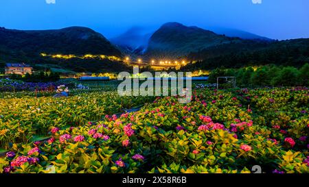 Eine Landschaft mit Hortensie- und Calla-Lilienfeldern in Zhuzihu (Bambussee auf Chinesisch), Yangmingshan in Taipei City, Taiwan. Stockfoto