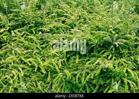 Lonicera pileata, Buschgeißblatt oder Moosgrün, Garten immergrüner Sträucher mit gepaarten, glänzenden, länglichen bis lanzenförmigen, Mittel- bis hellgrünen Blättern Stockfoto