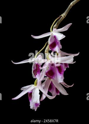 Nahaufnahme der hellrosa violetten und weißen Blüten der epiphytischen tropischen Orchideenart dendrobium anosmum isoliert auf schwarzem Hintergrund Stockfoto