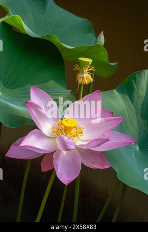 Vertikale Nahaufnahme der zarten rosa Lotus Nelumbo nucifera Blume, Schote, Knospen und Laub im tropischen Garten Stockfoto