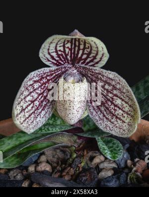 Nahaufnahme der lila roten und cremeweißen Blume der Topffrauenschuh Orchideenart paphiopedilum myanmaricum isoliert auf schwarzem Hintergrund Stockfoto