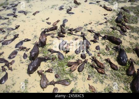 Büffelfirma auf einer Flussinsel am Jamuna River bei Bogra Bangladesch am 7. Mai 2024. In jüngster Zeit ist die Tierhaltung zu einem wirtschaftlich rentablen Unternehmen geworden Stockfoto