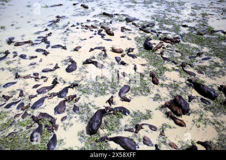 Büffelfirma auf einer Flussinsel am Jamuna River bei Bogra Bangladesch am 7. Mai 2024. In jüngster Zeit ist die Tierhaltung zu einem wirtschaftlich rentablen Unternehmen geworden Stockfoto