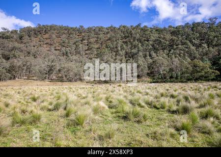 Turon National Park im regionalen New South Wales, Wollhütte mit Eukalyptusgummi-Wald, NSW, Australien Stockfoto