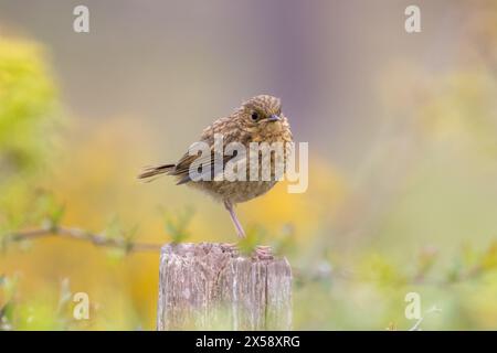 Der junge Robin, Erithacus rubecula, Sussex, Großbritannien Stockfoto