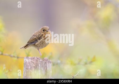 Der junge Robin, Erithacus rubecula, Sussex, Großbritannien Stockfoto