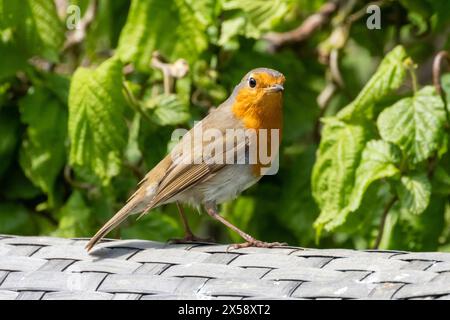 Robin, Erithacus rubecula auf der Rückseite eines Gartenstuhls, Sussex, Großbritannien Stockfoto