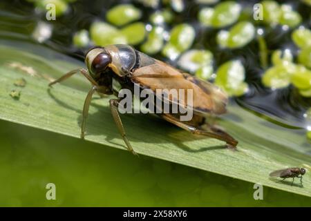 Der gewöhnliche Backschwimmer Notonecta glauca, Wasserinsekte, hat sich in einem Gartenteich gereinigt. Sussex, Großbritannien Stockfoto