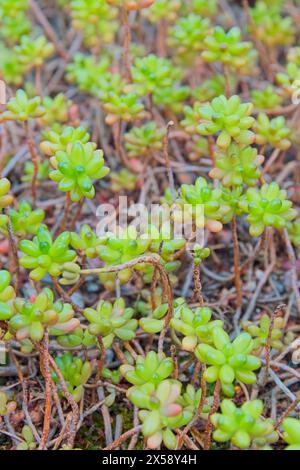 Sedum rubrotinctum, auch bekannt als Jelly-Beans, Gelee Beans, oder Schweinefleisch und Bohnen, ist eine Art von Sedum aus der Pflanzenfamilie Crassul Stockfoto