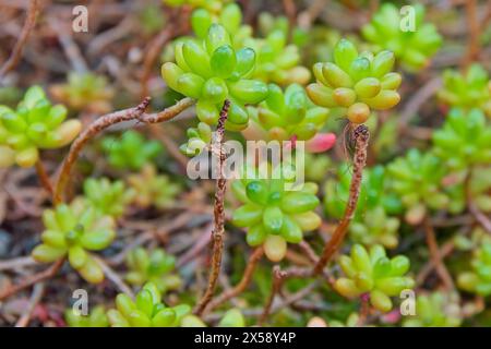 Sedum rubrotinctum, auch bekannt als Jelly-Beans, Gelee Beans, oder Schweinefleisch und Bohnen, ist eine Art von Sedum aus der Pflanzenfamilie Crassul Stockfoto