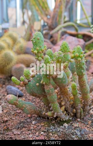 Nahaufnahme von Opuntia Thunfisch monstruosa und hat einen Körper mit zahlreichen kleinen zylindrischen Tuberkeln. Es handelt sich um einen buschigen Kakteen mit zylindrischen Stielen. Stockfoto