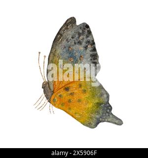 Schmetterling in orange und blau, Aquarellillustration mit Gold verziert, isoliert auf weißem Hintergrund. Stockfoto