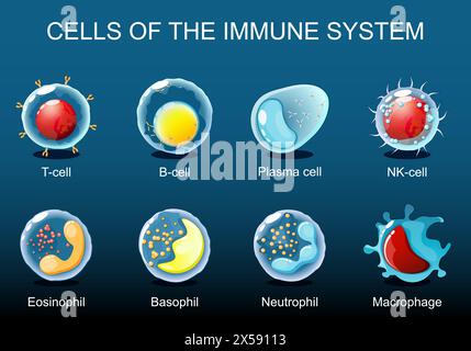 Zellen des Immunsystems. Weiße Blutkörperchen oder Leukozyten Plasmazellen, Eosinophil, Neutrophil, Basophil, Makrophagen, T-Zelle, NK-Zelle, B-Zelle. Isomet Stock Vektor