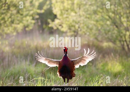 Männlicher Fasan (Phasianus colchicus ) Stockfoto