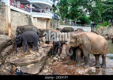 Elefanten aus dem Pinnawala Elefantenwaisenhaus versammeln sich am felsigen Ufer des Maha Oya River in Sri Lanka. Stockfoto