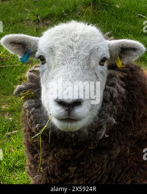 Auge zu Auge im Lake District, Grasmere, Cumbria, Großbritannien Stockfoto