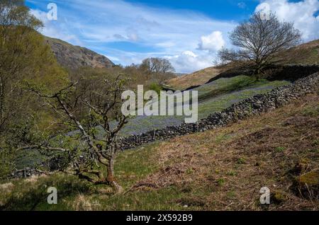 Blauglocken am unteren Hang des Loughrigg Fell, Rydal, Lake District National Park, Cumbria, Großbritannien Stockfoto