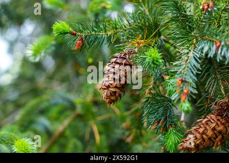 Nahaufnahme eines Douglasienkegels (Pseudotsuga menziesii) an einem Oregonischen Kiefernzweig. Immergrüner Fichtenwald Stockfoto