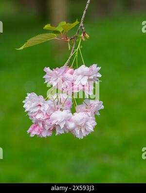 Wunderschöne rosa Kirschbaumblüte, fotografiert vor einem grünen Laubhintergrund Stockfoto