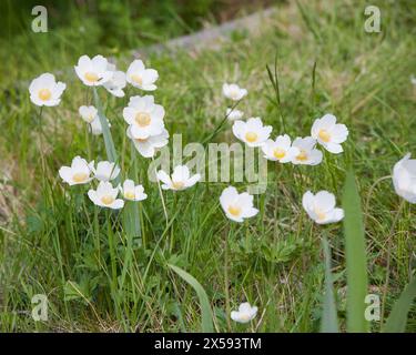 ANEMONOIDES SYLVESTRIS knownas Schneeglöckchenanemone Stockfoto